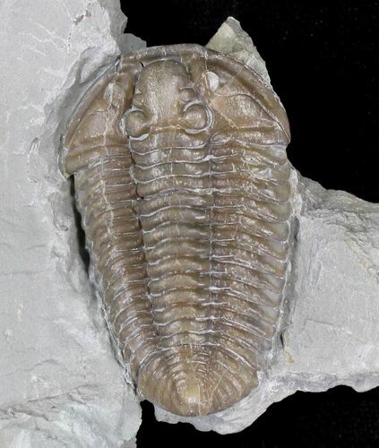 Nice Flexicalymene Trilobite - Ohio #20989